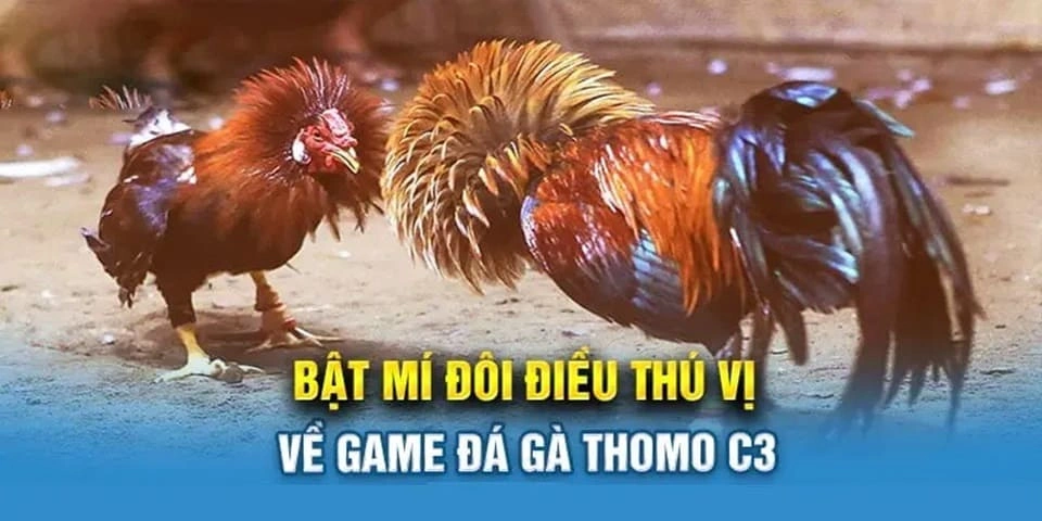 Lịch thi đấu của hình thức chọi gà Thomo C3