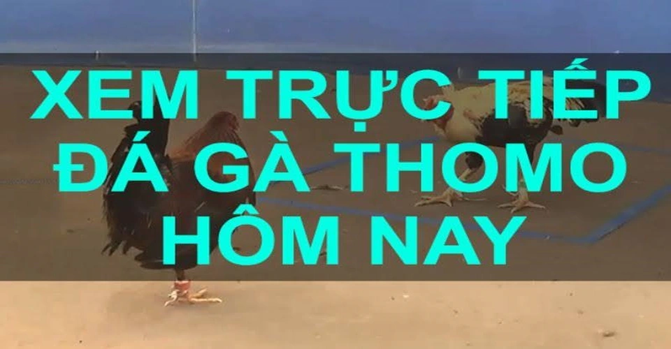 Kuwin là địa chỉ xem trực tiếp Thomo uy tín